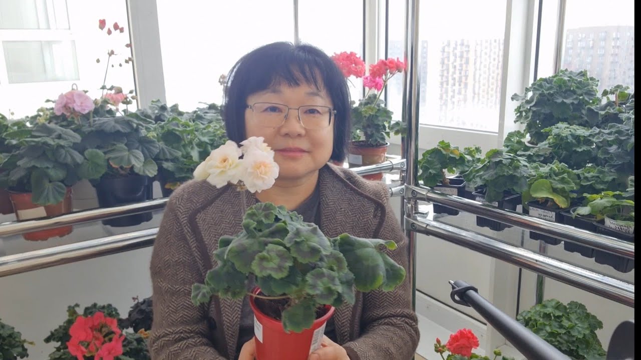 О любительской  селекции пеларгоний