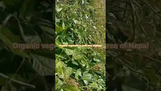 organic vegetable in khalsa rural area of Nepal.#organicfarming #organicvegetables #nepal #khalsa