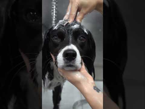 Video: 5 koeratõugu, millel on Merle mantel