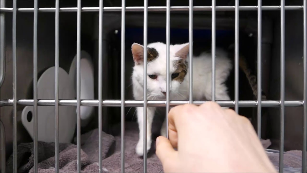 Marty - 19485 - Brooklyn ACC camera iphone 8 plus apk