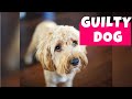 Guilty Dogs Compilation II (2020) | Who Did That?