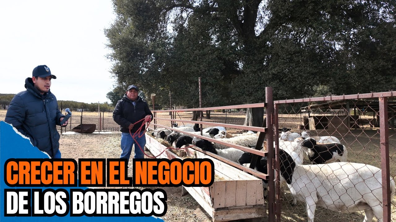 “Pasé de 2 borregos a 260” | La crianza de borregos en La Montaña