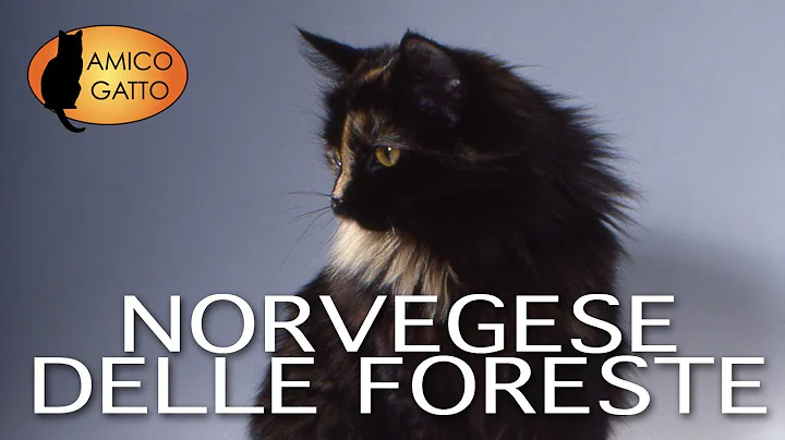 Video 11597951: norwegian forest cat breed, forest cat animals, feline breed, domestic cat