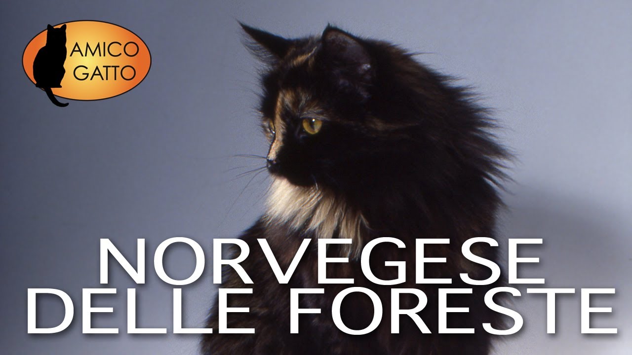 Norvegese Delle Foreste Trailer Documentario Razza Felina Youtube