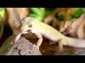 LEOPARD GECKO: First Time Feeding Super Worms and Mealworms