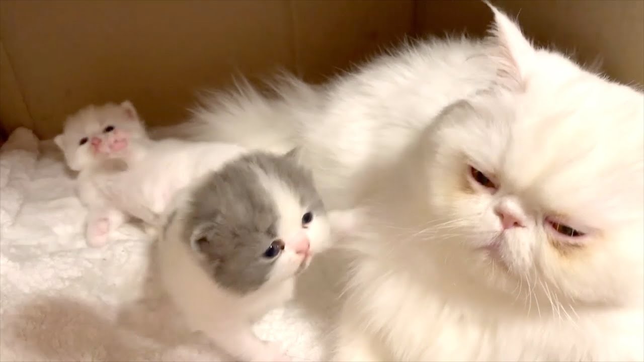 子猫と母猫/Kitty & Mom - YouTube