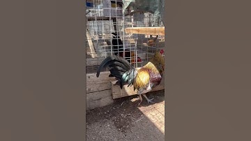 Thumbnail of EL COLORADO LISTO 🪶 #gallero #rooster #roosterfarm #gallinablanca #gallosfinos