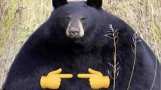 Laugh until you cry with these Hilarious Animals 😂 #1 screenshot 5