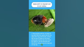 ✴️ Cách nhận biết và trị rệp sáp ở cây trồng