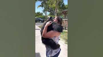 Chimp Reunites With Caretakers After Many Years 