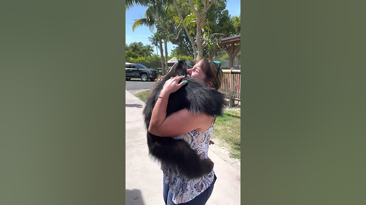 Chimp Reunites With Caretakers After Many Years