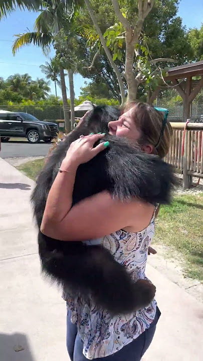 Chimp Reunites With Caretakers After Many Years