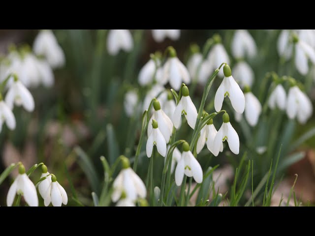 Our garden with a thousand snowdrops!