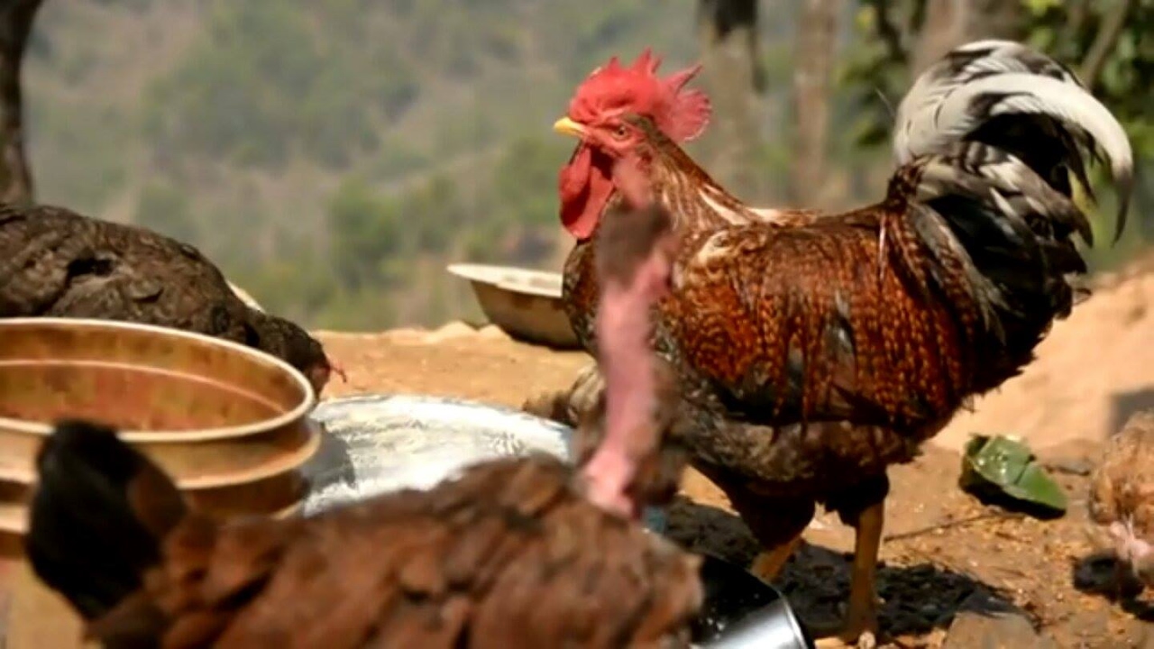 Nepali Village Life and stuff