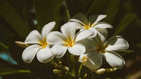 سورة المطففين بصوت القارئ اسامة صبحي حسين #تلاوة #القرآن_الكريم #قرآن #القرآن #قران #quran