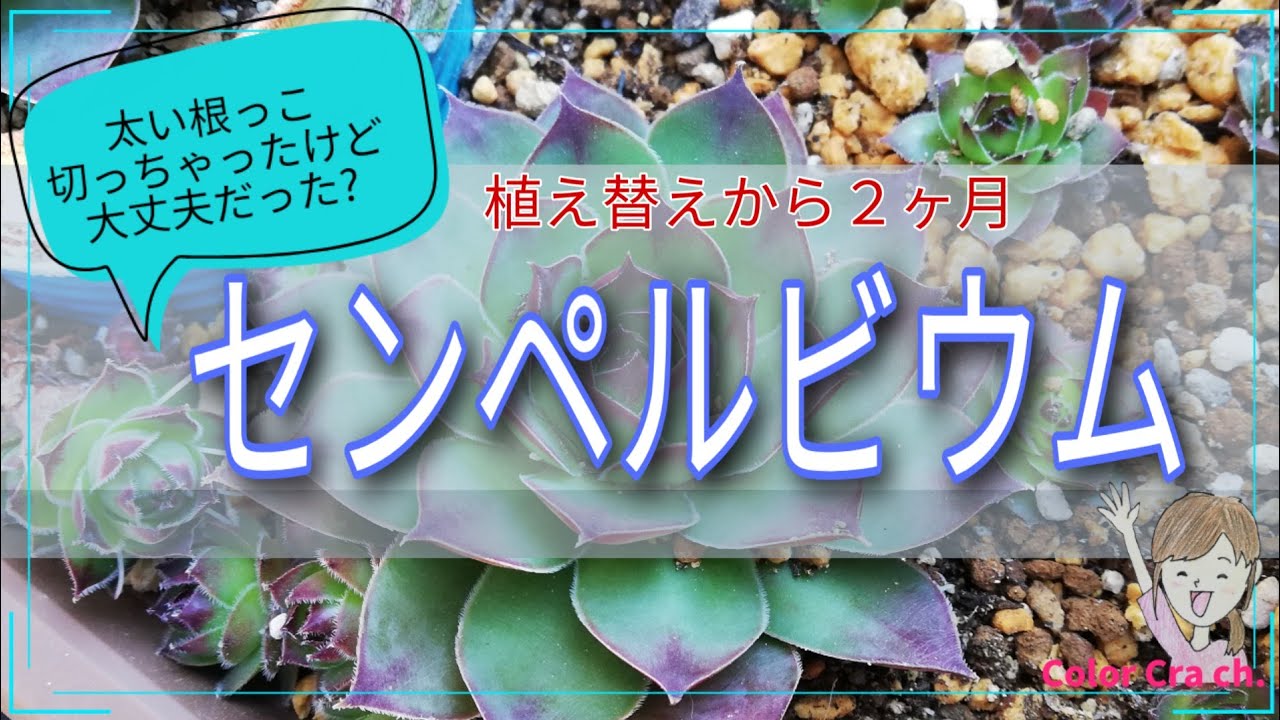 雪国の多肉 センペルビウム 花が咲いたら本当に枯れるの ２か月の成長の記録 Sempervivum Succulent Youtube