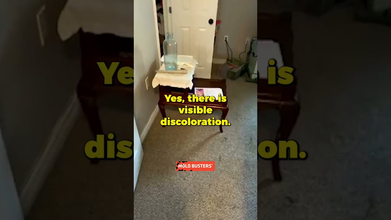 Basement Flood Virtual Inspection Mold Busters