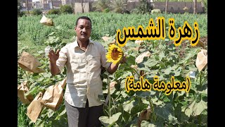 زهرة الشمس أم دوار الشمس أم عباد الشمش.. (معلومة هامة جداً)