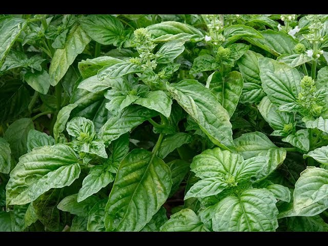 Basilic : l’herbe annuelle qui éloigne naturellement pucerons et moustiques de votre jardin