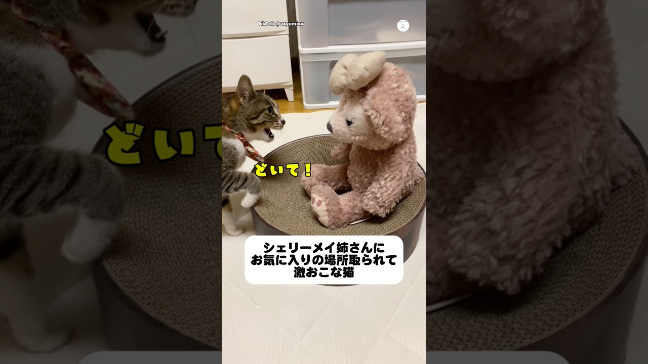 お気に入りの場所を取られた猫、最後の行動が可愛すぎた💕 #猫 #ねこ #可愛い猫 #猫のいる暮らし #癒し