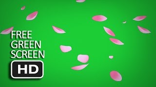(BEST) Free Green Screen - Falling Sakura Cherry Blossom Leaves