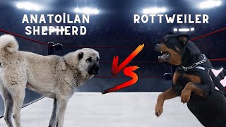 Anatolian Shepherd VS Rottweiler - Who is the winner?