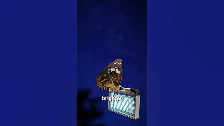 Why Bugs Fly Into Lights 😳 (zapped)