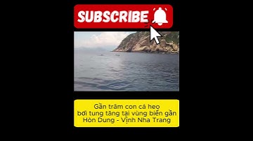 Gần trăm con cá heo bơi tung tăng tại vùng biển gần Hòn Dung - Vịnh Nha Trang #tintucdoday