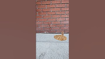 come on in the nutter