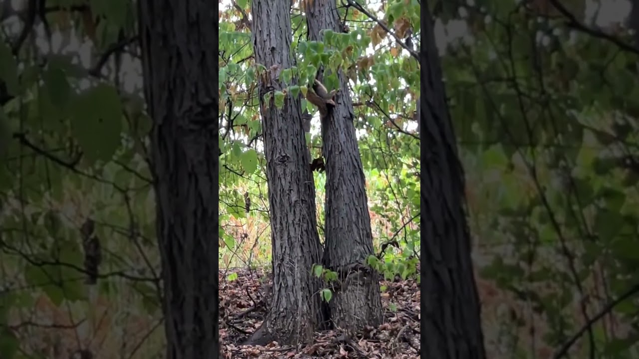 MN Squirrel Hunting Opener 2023! 