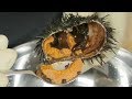 How to Prepare LIVE Sea Urchin "Uni"