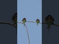Asian Green Bee Eater Beeeater Birds Birdslife Birdsvideo Follow Nature Wildlife Travel 4k