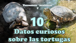 🐢 10 DATOS CURIOSOS SOBRE LAS TORTUGAS (TERRESTRES Y ACUÁTICAS) | ABRIL MARA