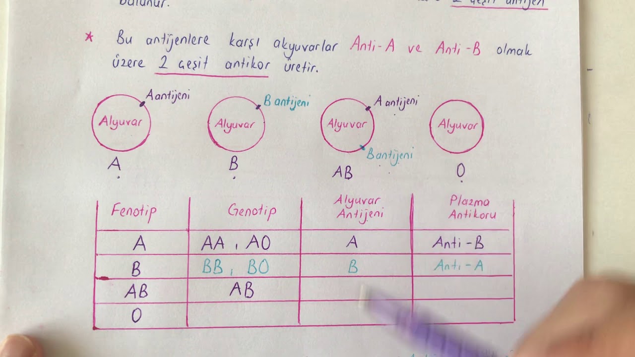 Kalıtım-7-Kan Grupları-Rh Faktörü