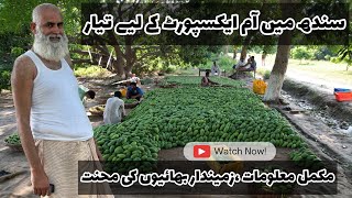 Exploring The Mango Fruit And Culture Of Sindh,Pakistan | Tando Allahyar