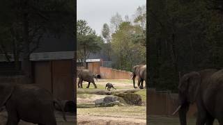 Little baby elephant running #elephant #animal