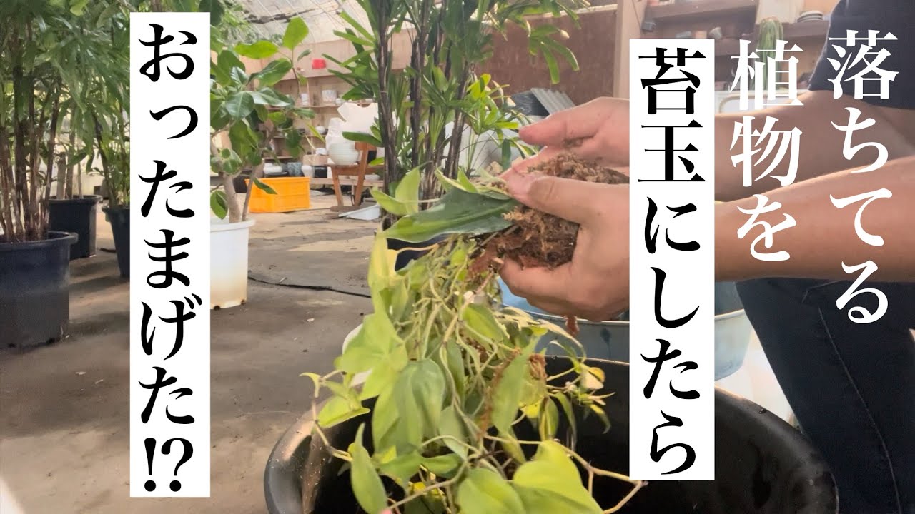 落ちたり眠ったりしてる観葉植物を苔玉にしてみたら、おったまげた 