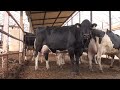 La vaca Maribel, 5 partos y excelente condición.