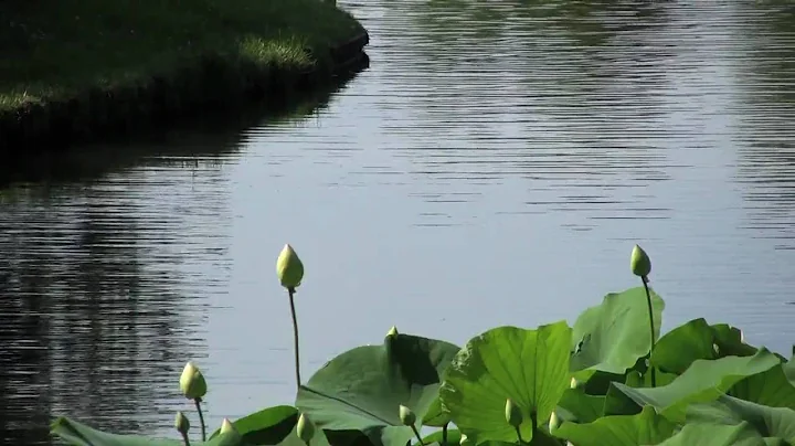 Sacred Lotus Bloom in the Japanese Garden - DayDayNews