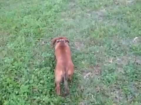 Harlem shake dachshund style