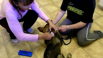 How To Microchip Your Puppy AVID GSD Rambo