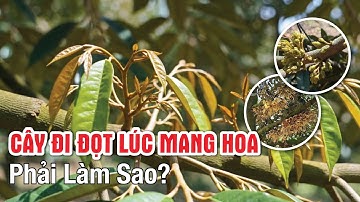 Chặn đọt sầu riêng khi ra hoa | Hai Lúa Vàng