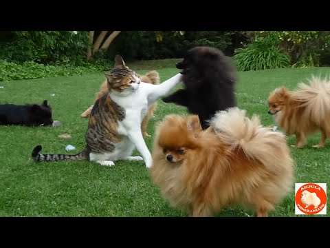 Pomeranian (like Boo) puppies "attack" (play with) the cat!!!