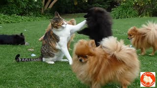 Pomeranian dogs and puppies play with the cat @AnjulaPomeranians