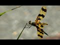 Two Halloween pennant dragonflies perched on reeds in gusty wind - Celithemis eponina