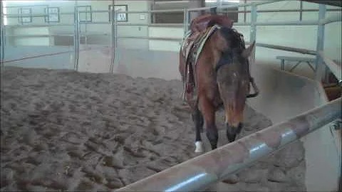 SRSU Wares The Irish - Roundpen Saddled