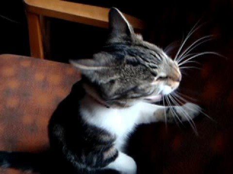 Video: Karvutu Kass Lohutab Loomaarsti Patsiente Loomaarsti Kliinikus