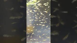 Thousands of Goldfish Babies #goldfishfry #goldfishbreeding #babygoldfish