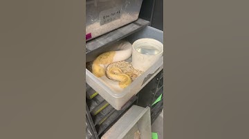 Banana Pied Ball Python