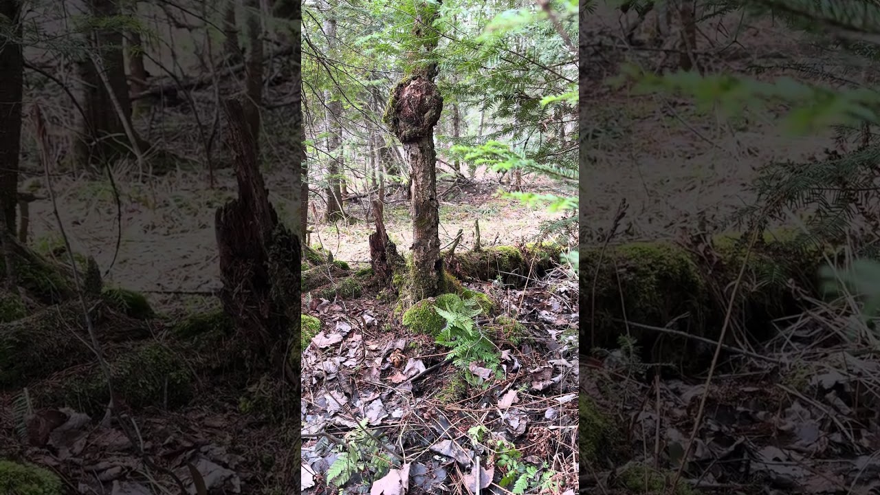 4k Spring Forest E10 26s #Naturelover #Expore #Beautiful #Peaceful #Relaxing #Spring #Canada #Forest